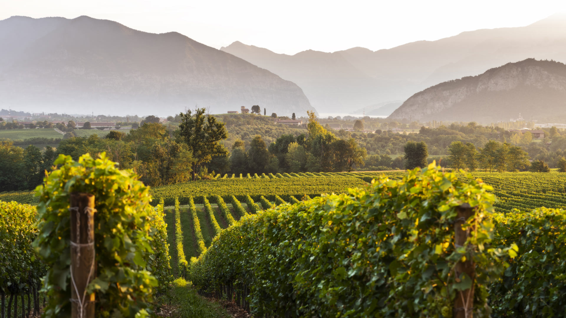 Vigneti in Franciacorta