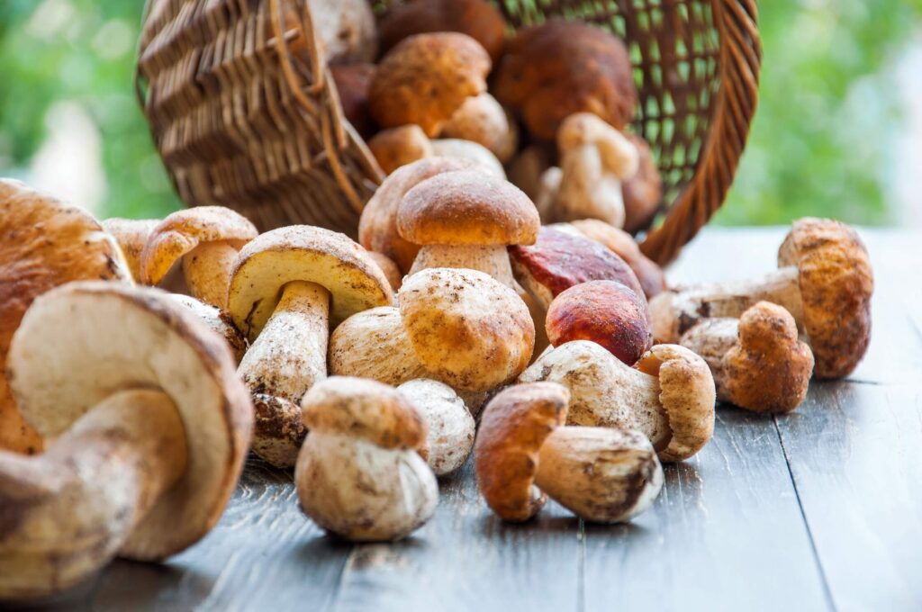 funghi