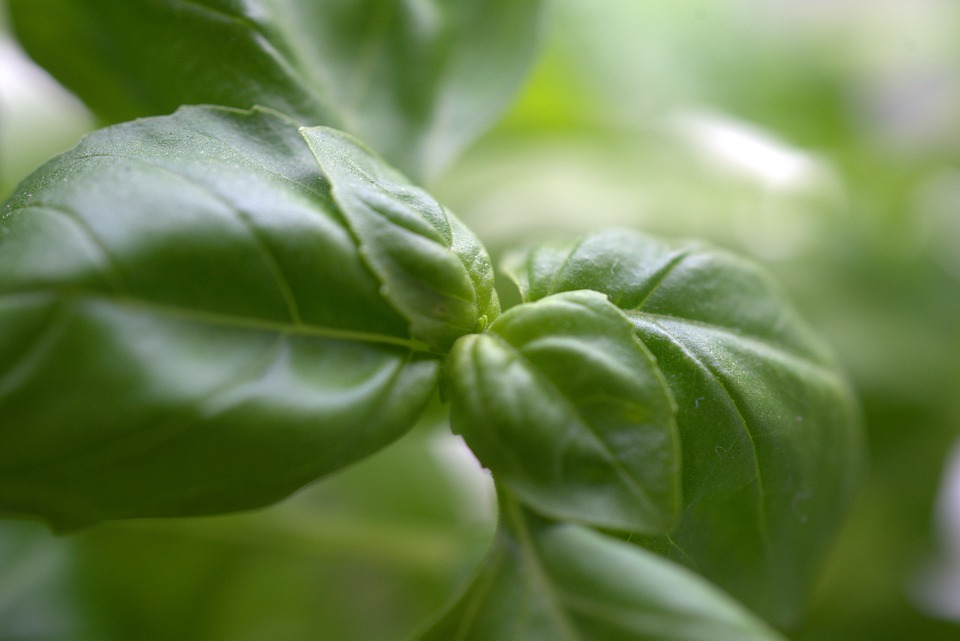 Pesto alla genovese, basilico