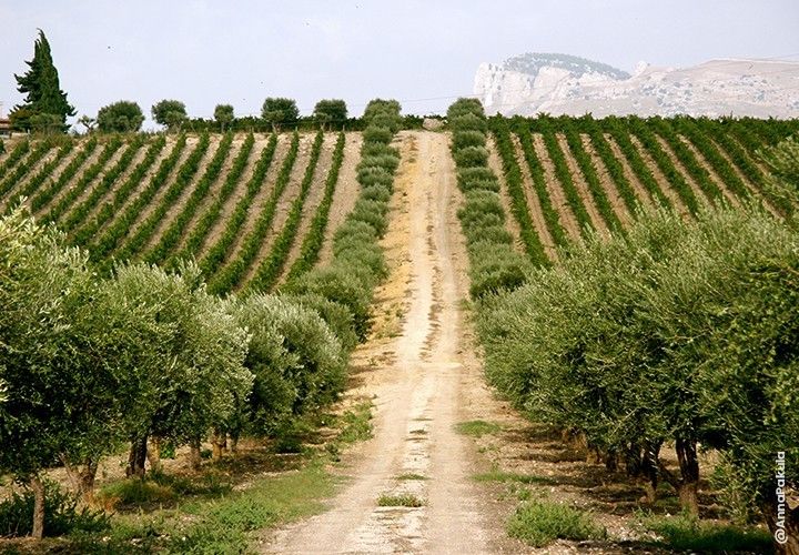 Donnafugata, paesaggio
