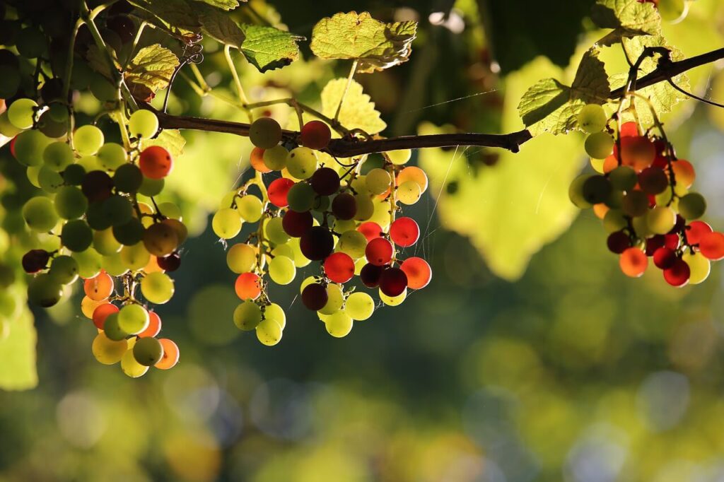 Migliolungo, vigna uva