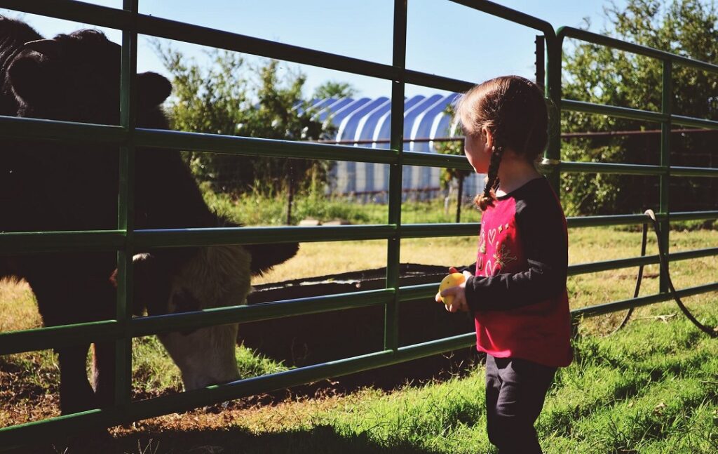 Agriturismo, mucca e bambina