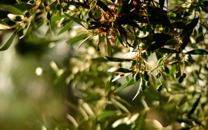 Olive olio vestino abruzzese