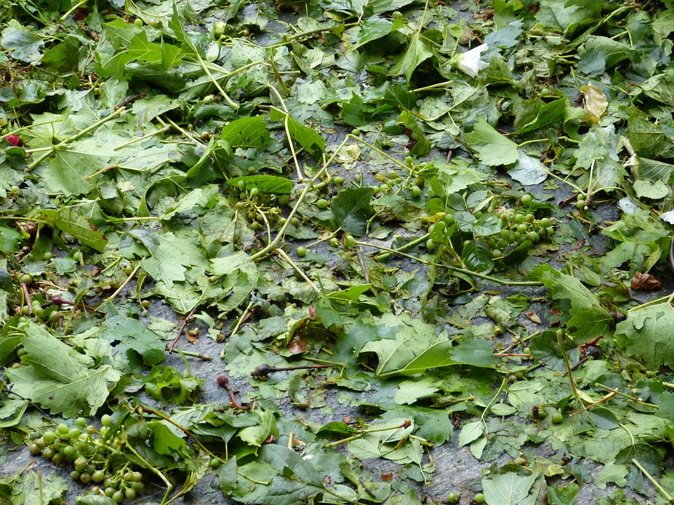 uva grandine