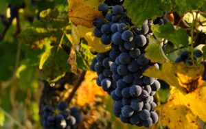 Uva, mondo vitivinicolo