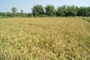 Riso Cascina Dulcamara