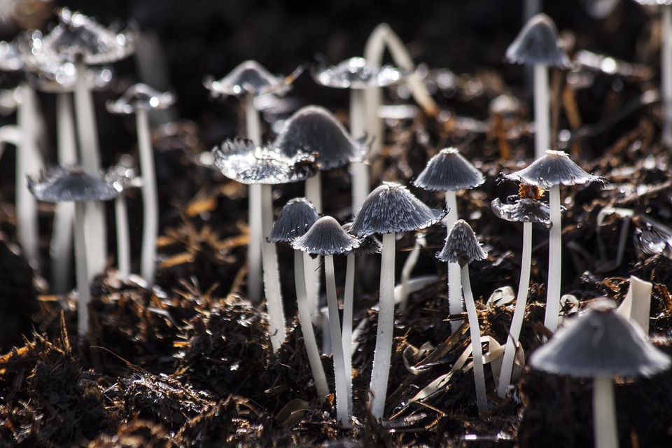 funghi strani