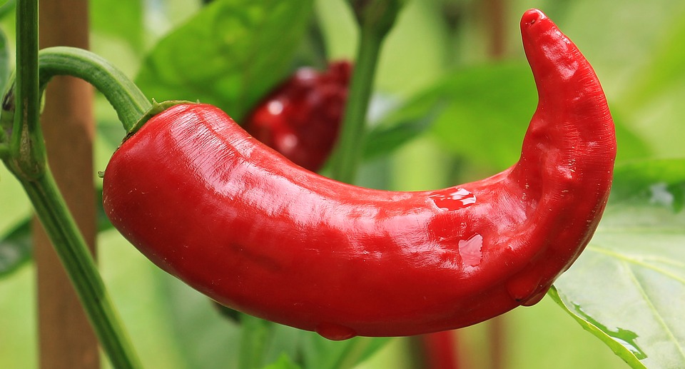 peperoncino