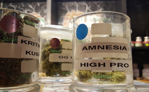 Cannabis Social Club