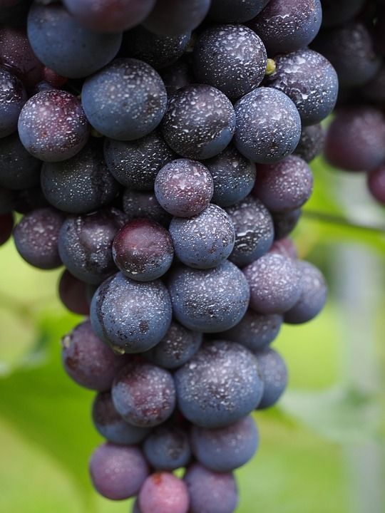 vigne senza fitosanitari
