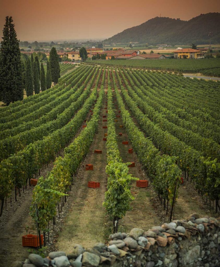 vigneti , FabioCattabiani