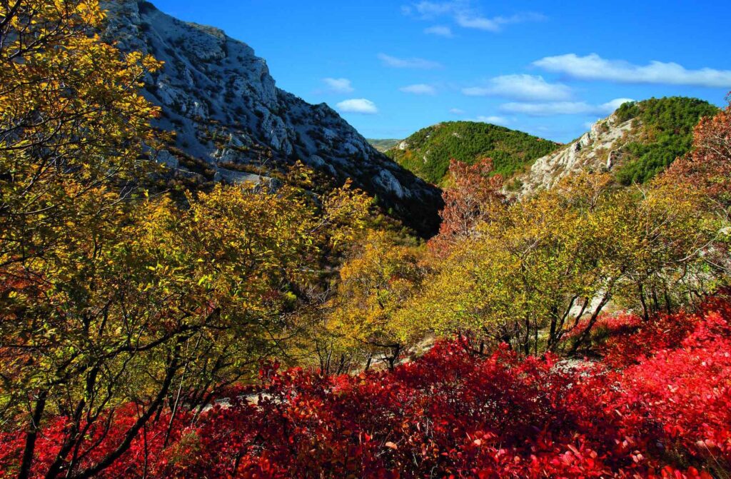 Folliage Friuli Venezia Giulia