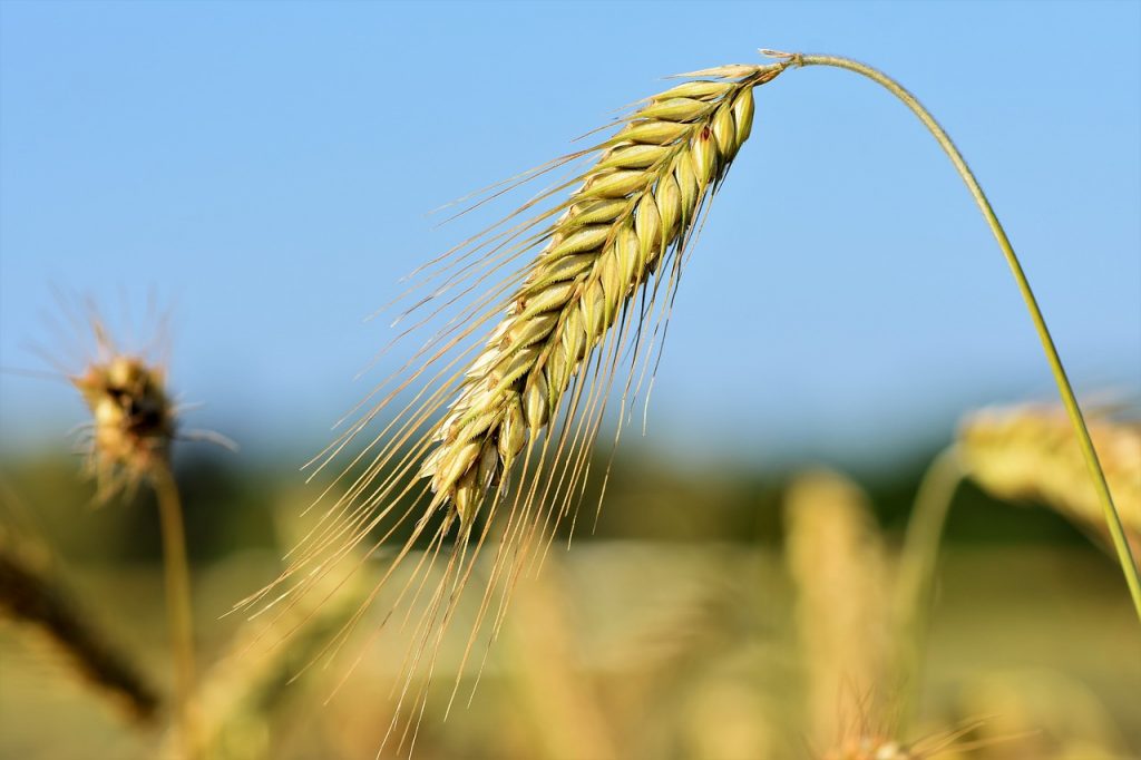 orzo