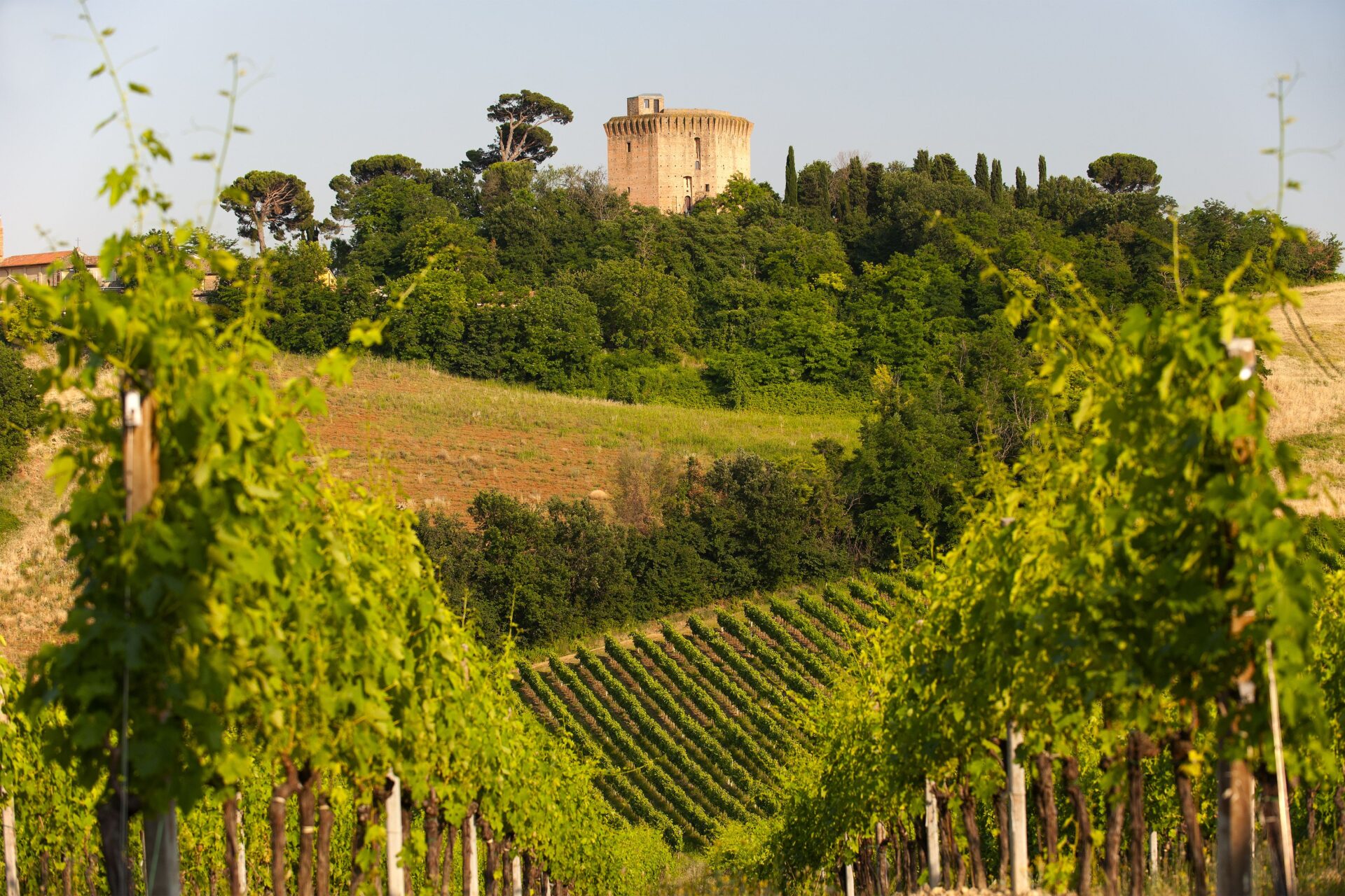 vigneto callina