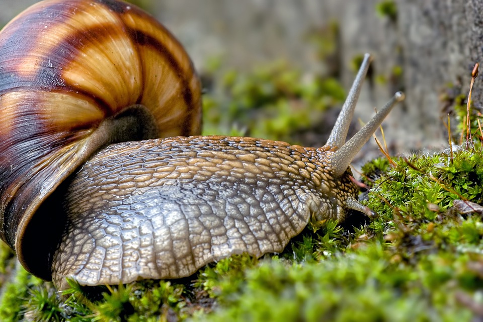 lumaca