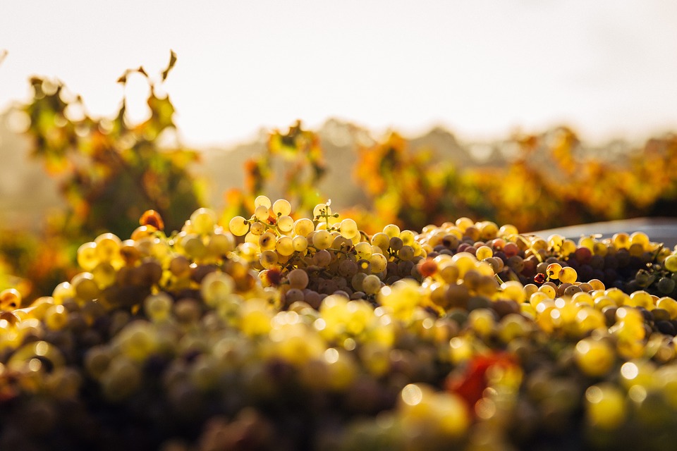 vino, uva