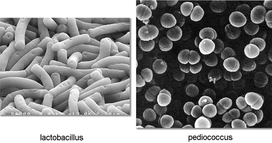 Lactobacillus ed il Pediococcus