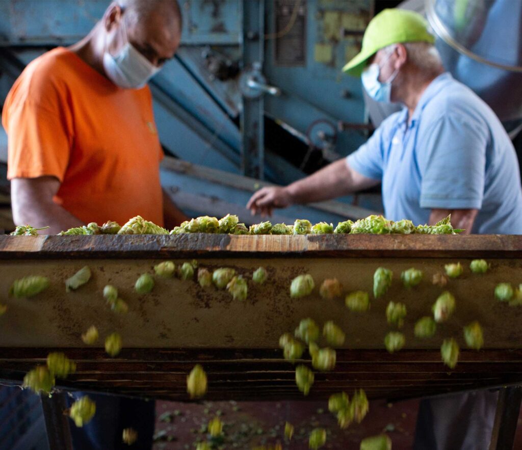 MBU, lavorazione luppolo