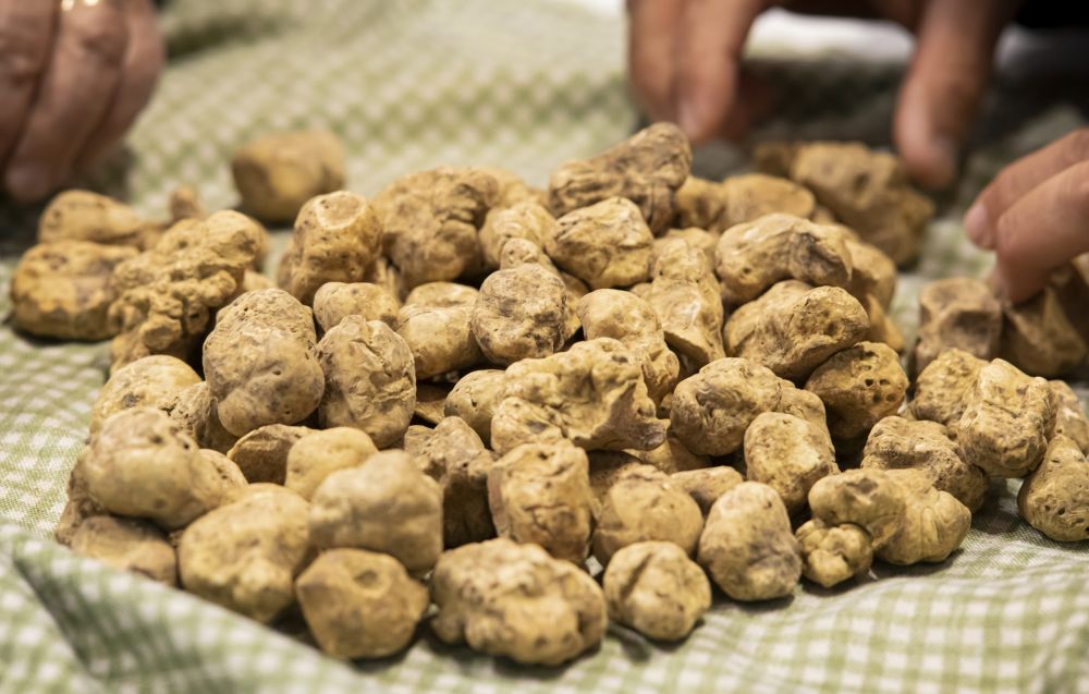 tartufo bianco