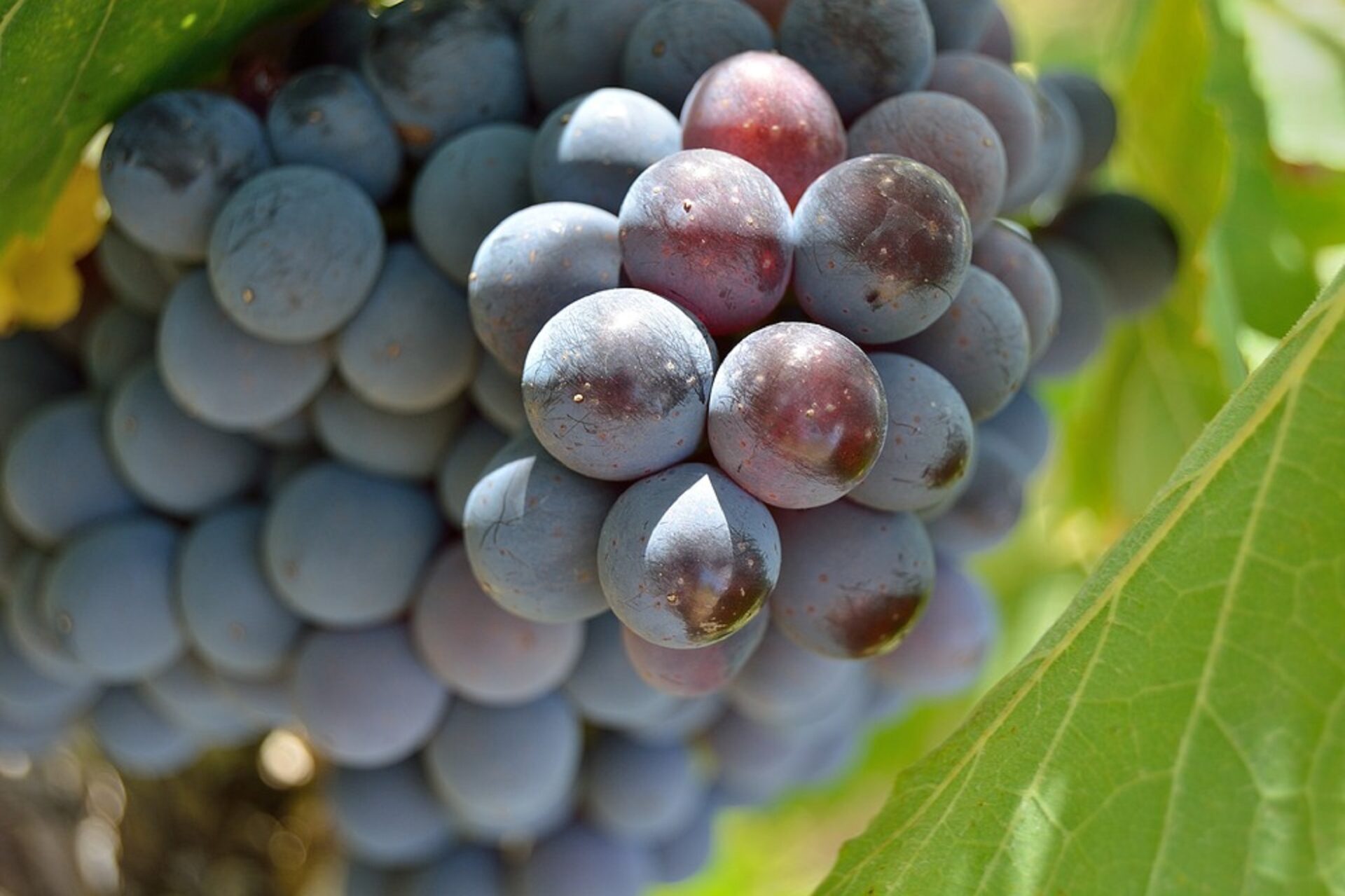 vendemmia 2021