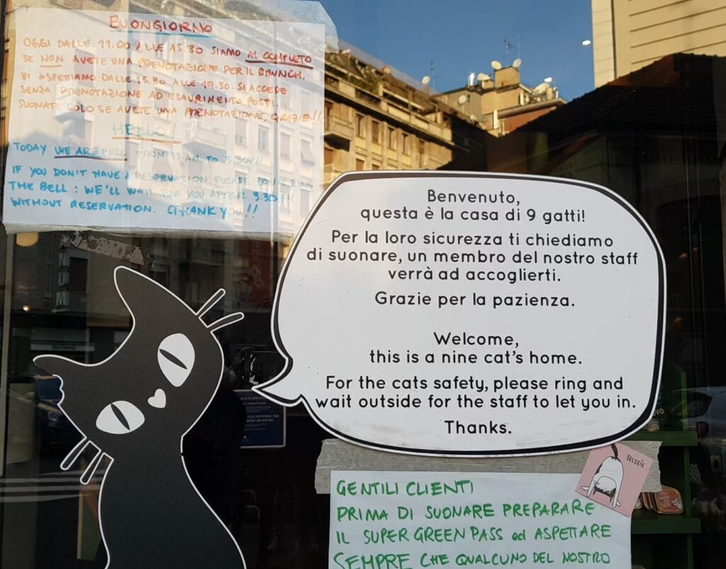 cat cafè