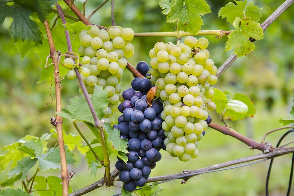 uva Pinot nero altoatesino