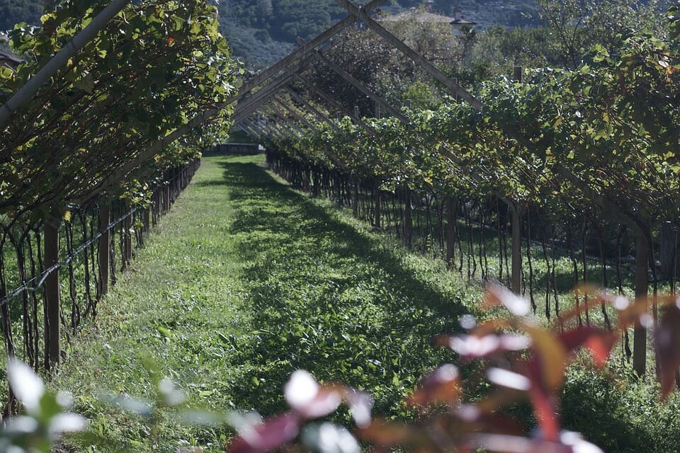 Slow Food travel