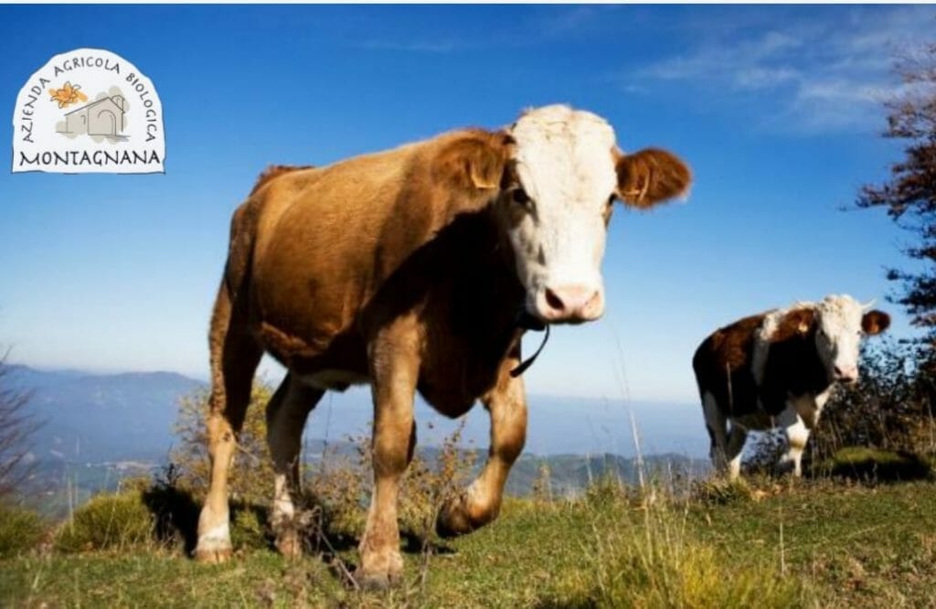 Azienda Montagnana, vacche al pascolo