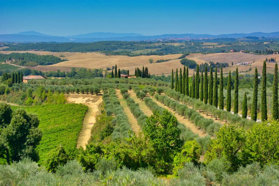 vino Rosso Morellino