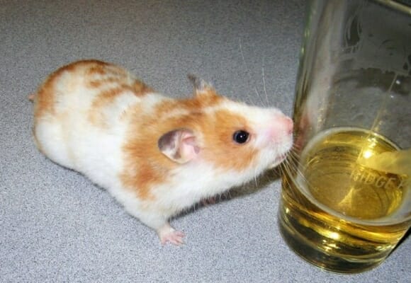 criceto beve birra
