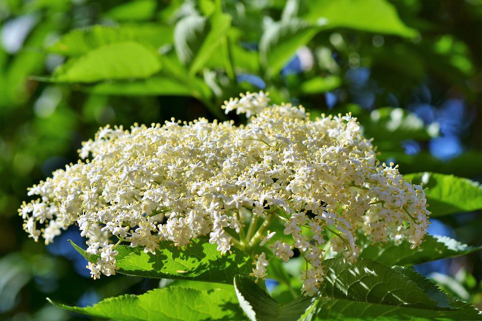 fiori di sambuco