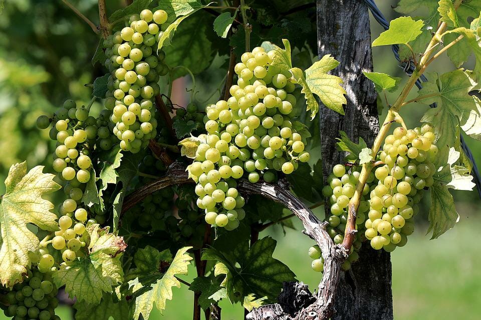 Biodivino 2022