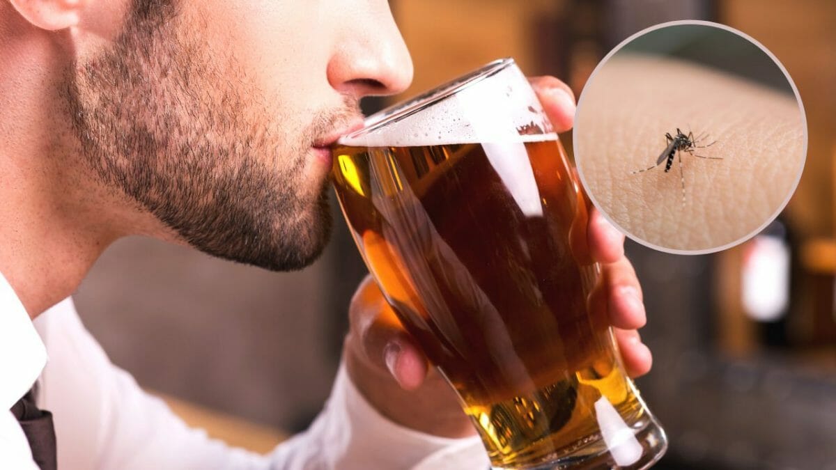 birra e zanzare