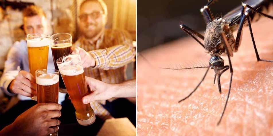 birra e zanzare