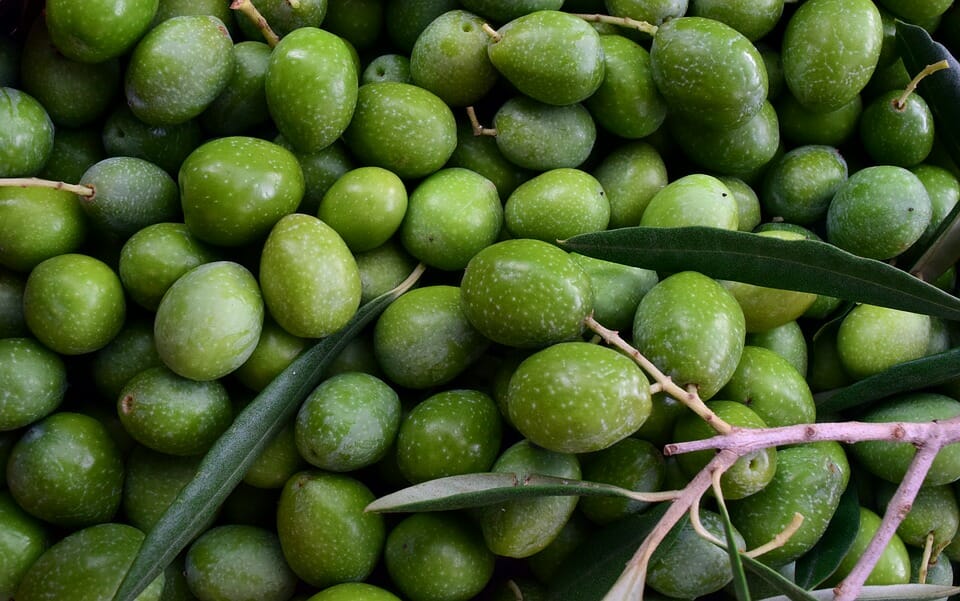 olive, olio toscano