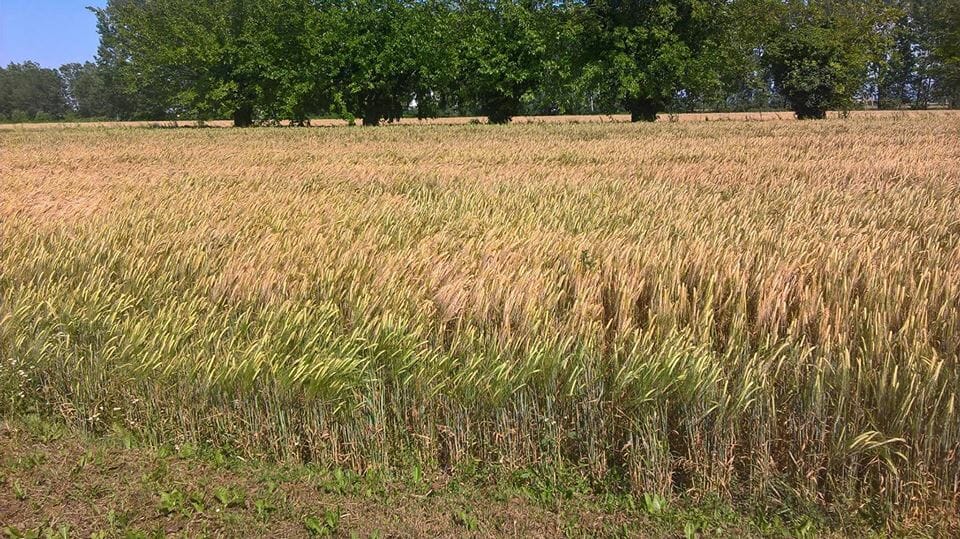 campo d'orzo,