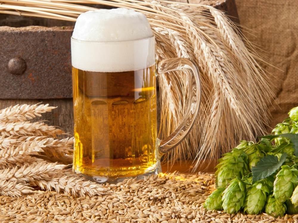 boccale di birra, spighe di grano eluppolo
