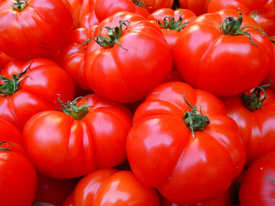 grandi pomodori rossi, pomodori da salsa