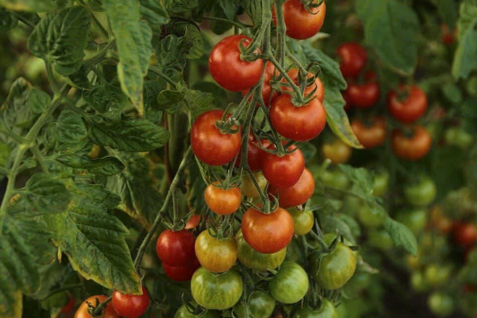 piccoli pomodori verdi e rossi