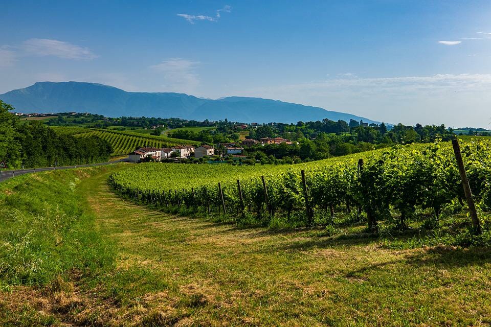 vigneti nelle colline venete