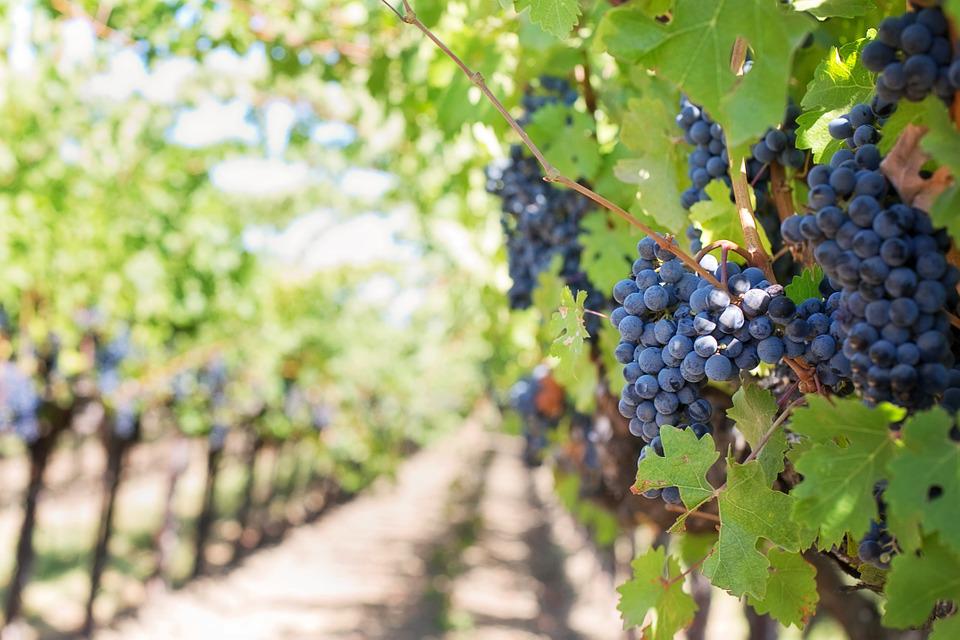 Cantina Antinori progetto Capraia
