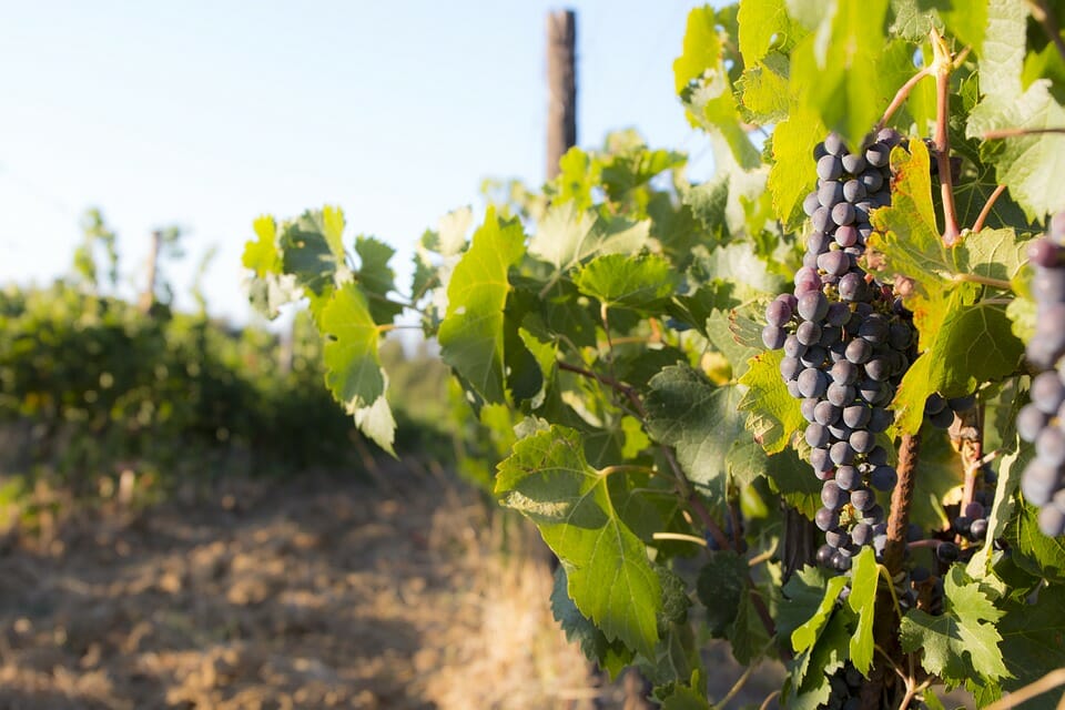 Signorvino, uva produzione vino