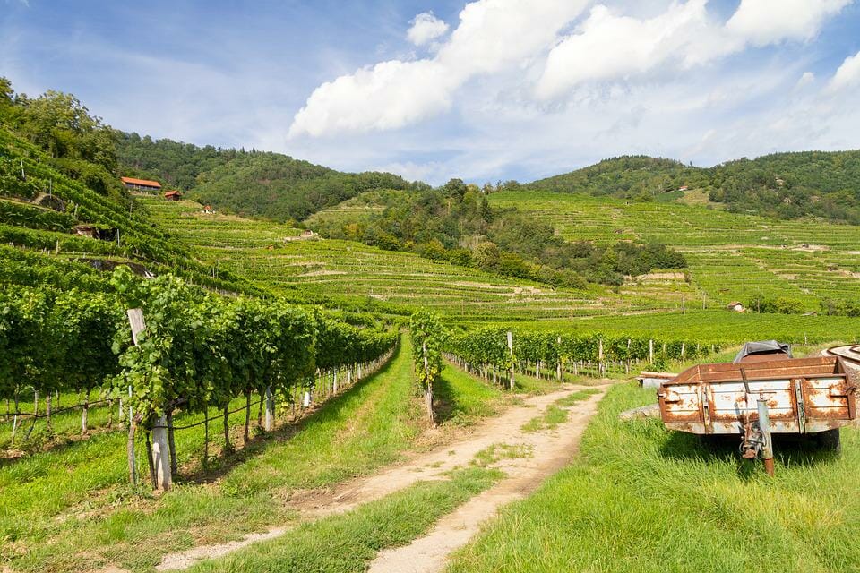 vendemmia