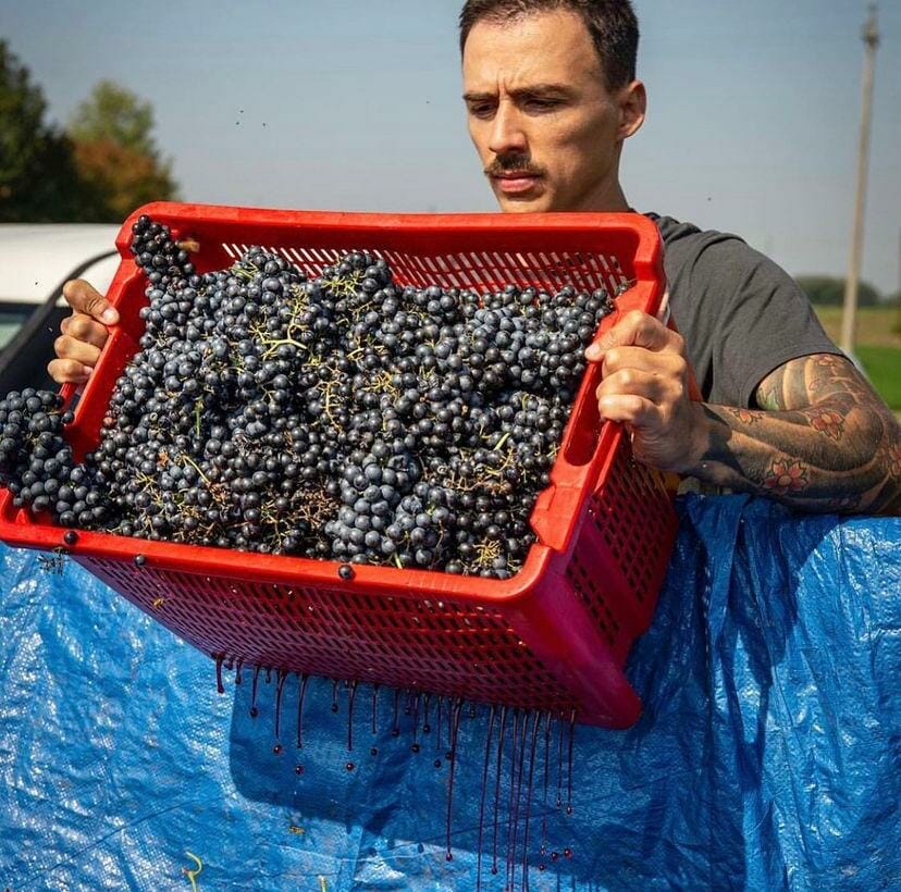 vini dell'azienda Agricola Fangareggi