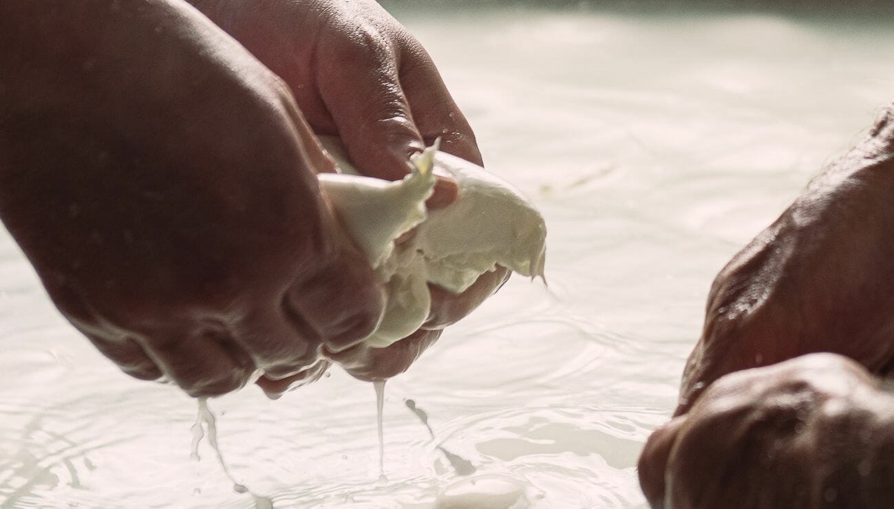 mozzarella di bufala