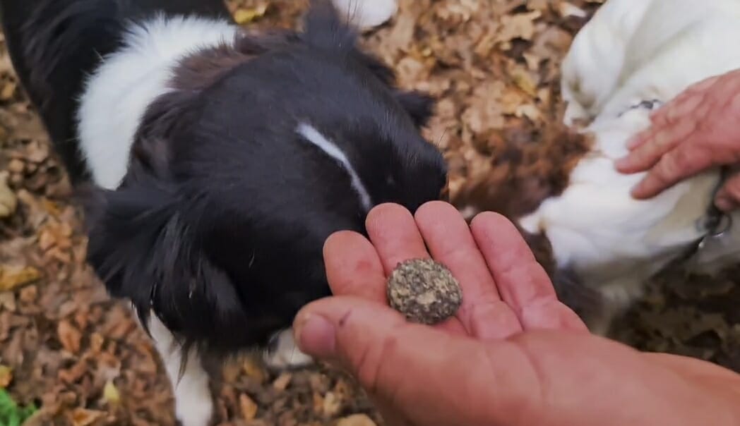 tartufo
