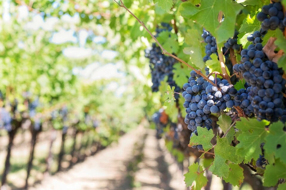 Sangiovese Romagna_marchio Rocche di Romagna