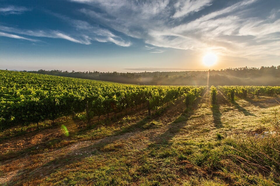 aziende vitivinicole italiane