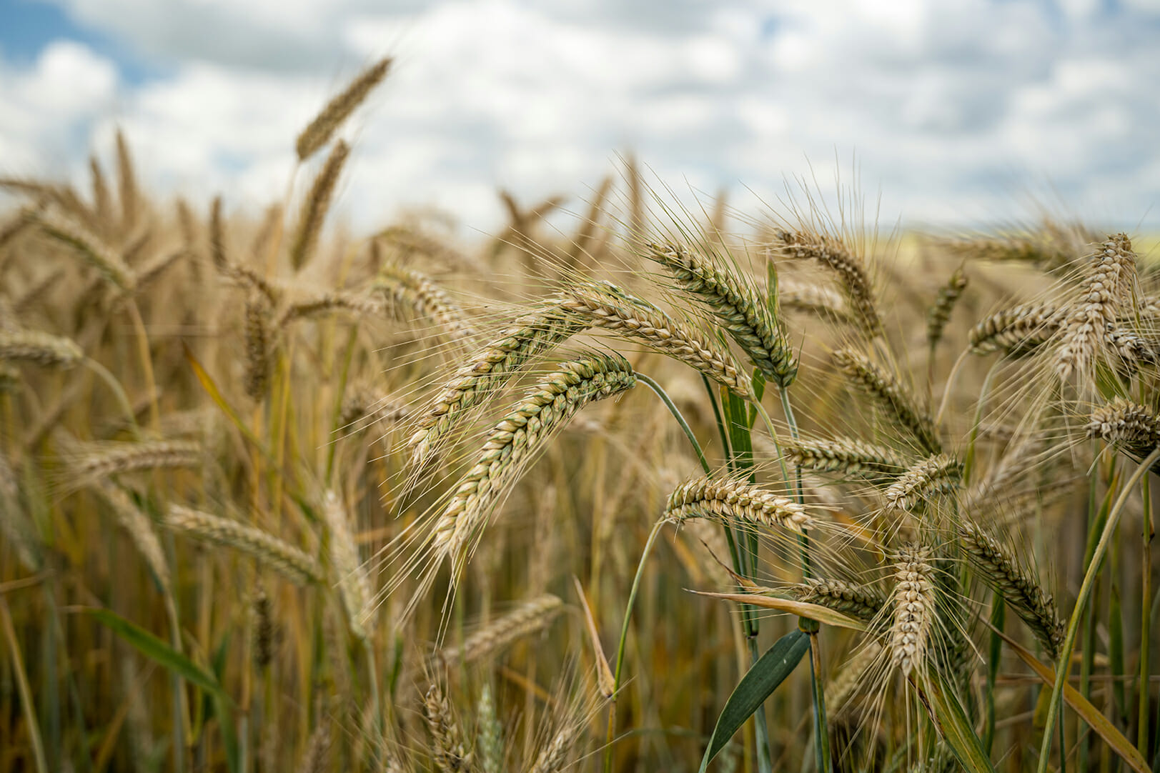 koskenkorva vodka climate action campo d'orzo