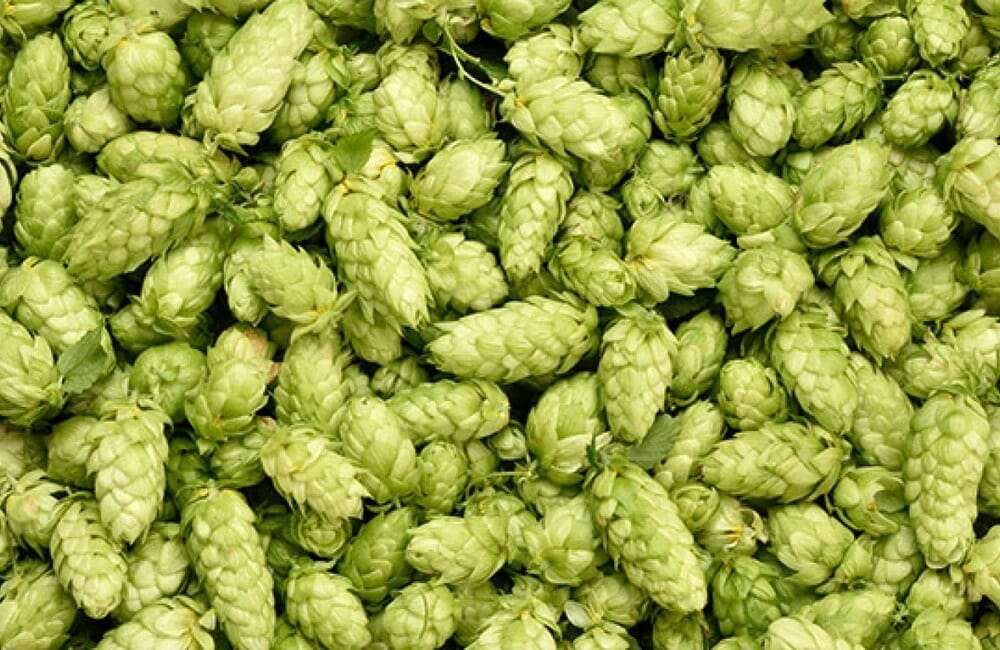 luppolo birra